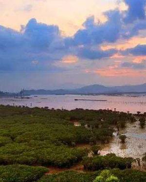 镇海湾红树林湿地公园