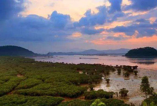 镇海湾红树林湿地公园